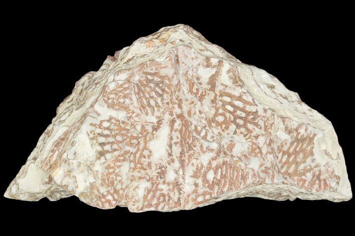 Ordovician Graptolite (Araneograptus) Plate - Morocco #126406